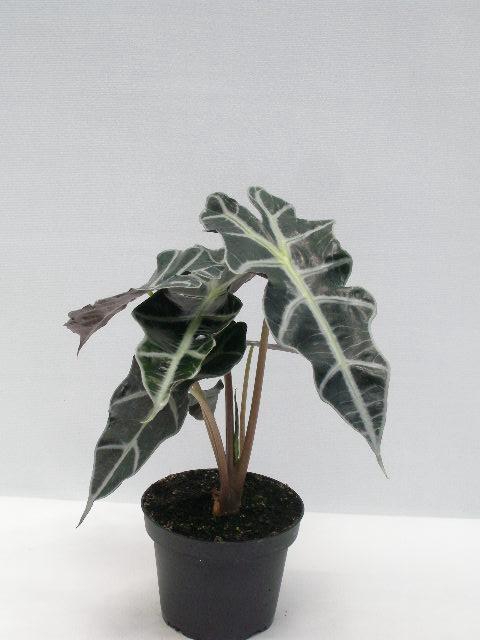 <h4>ALOCASIA X AMAZONICA P12</h4>