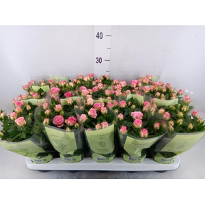 Rosa  'Carousel Kordana'