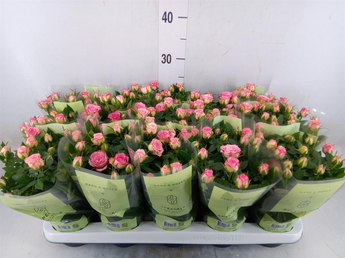 <h4>Rosa 'Carousel Kordana'</h4>