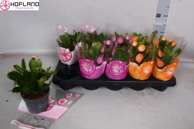 <h4>SCHLUMB GEM 3 KL</h4>