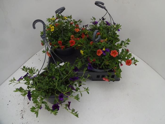 <h4>CALIB TR TRICOLORE</h4>