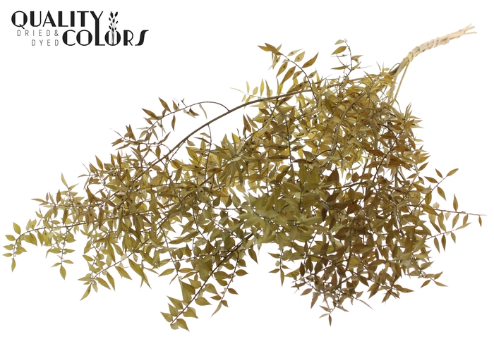 <h4>Ruscus 70cm 5 pc/bunch Olive (2x5 bunch/poly)</h4>