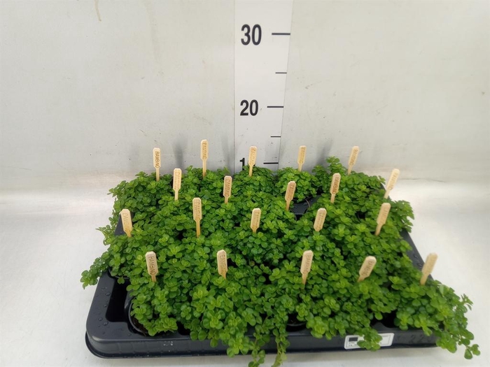 <h4>Pilea depressa</h4>