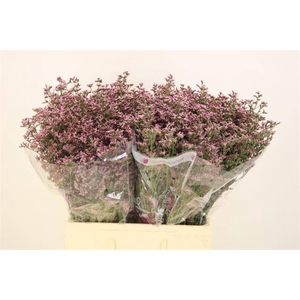 LIM PIUMA PINK TOUCH