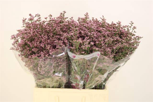 <h4>LIM PIUMA PINK TOUCH</h4>