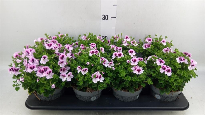 <h4>Pelargonium gran.   ..</h4>