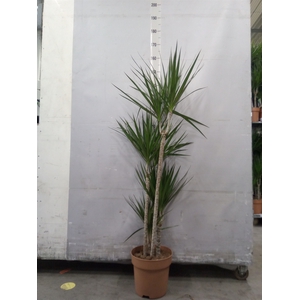 Dracaena marg.