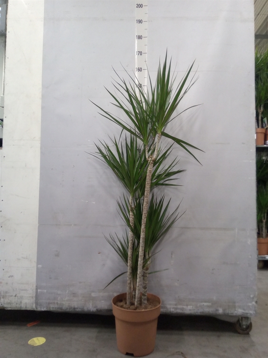 <h4>Dracaena marg.</h4>
