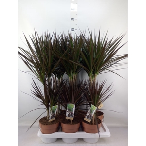 Dracaena marg. 'Magenta'