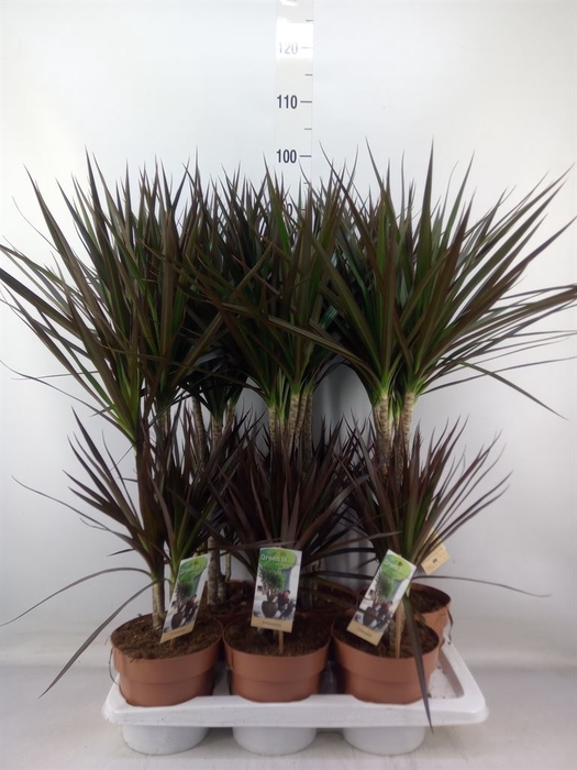 <h4>Dracaena marg. 'Magenta'</h4>