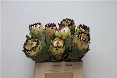 <h4>Protea Didi Snow Princess</h4>