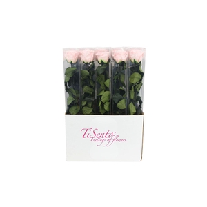 Arrangementen Potroos H%