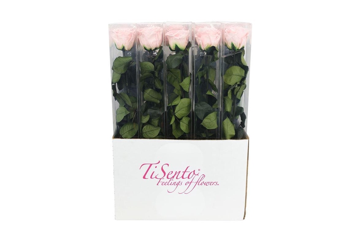 <h4>Arrangementen Potroos H%</h4>