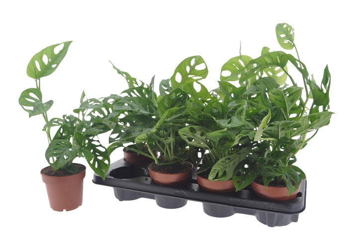 <h4>MONSTERA ADANSONII</h4>
