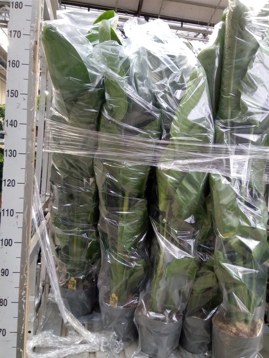 <h4>Strelitzia nicolai</h4>