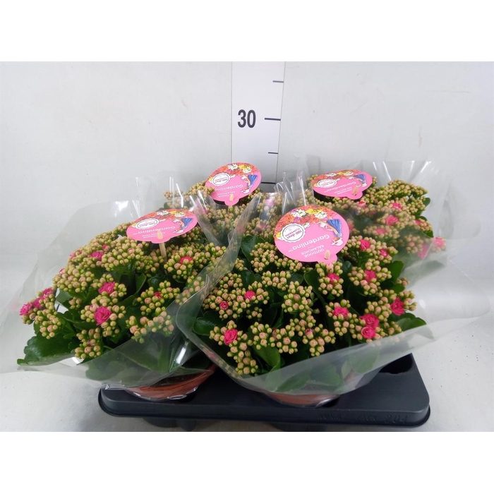 <h4>Kalanchoe blos. 'Gardenlina'  ..mix</h4>