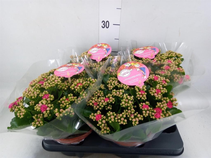 Kalanchoe blos. 'Gardenlina'  ..mix