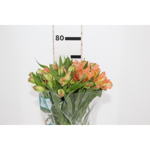 ALSTROEMERIA CANYON 080 CM