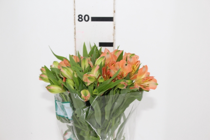 <h4>ALSTROEMERIA CANYON 080 CM</h4>