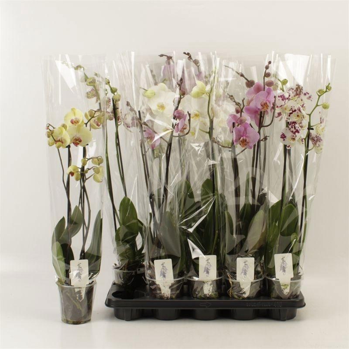 <h4>PHAL GEM 5 KL</h4>