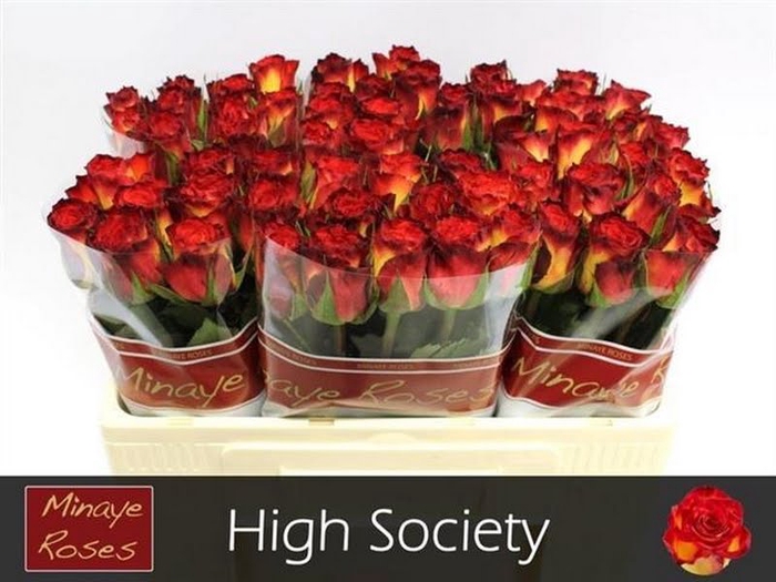 <h4>R Gr High Society Minaye</h4>