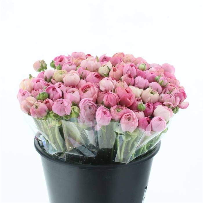 <h4>Ran El Sr Pastel Pink Extra</h4>