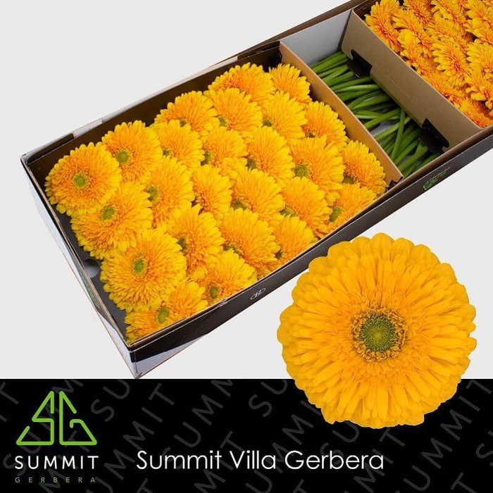 <h4>GE GB HONEY BALL</h4>