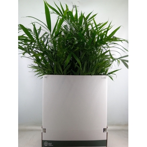 Chamaedorea cataractarum