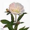 Paeo L Flor Nicholls Ex