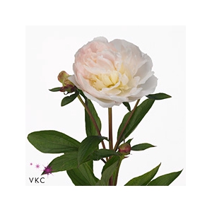 Paeonia Florence Nicholls | Heavy Quality