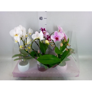 Phalaenopsis   ...