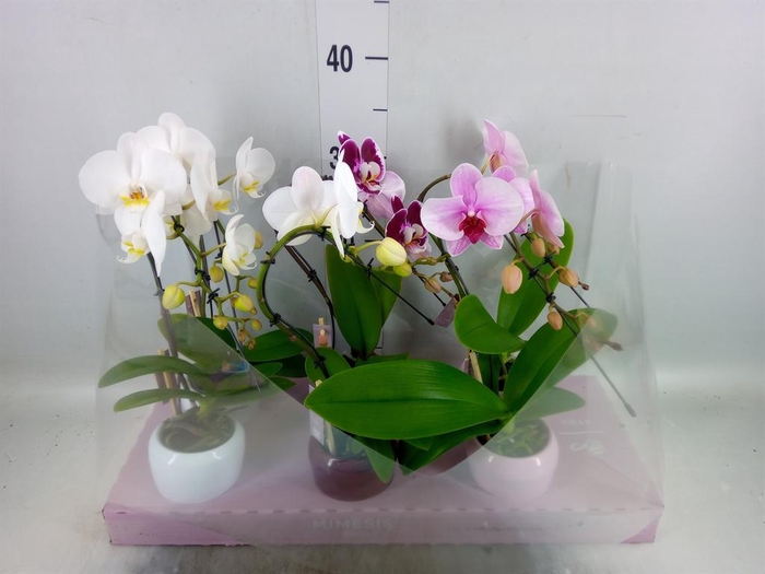 <h4>Phalaenopsis   ...</h4>