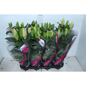 LIRIO P15 ROSA