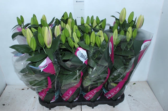 <h4>LIRIO P15 ROSA</h4>