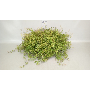Muehlenbeckia com. 'Golden Girl'