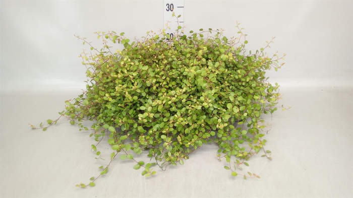 <h4>Muehlenbeckia com. 'Golden Girl'</h4>