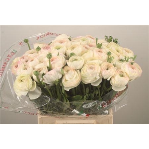 Ran.. Su Creme Extra X50