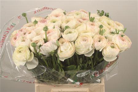 <h4>Ran.. I Su Creme 787 X50</h4>