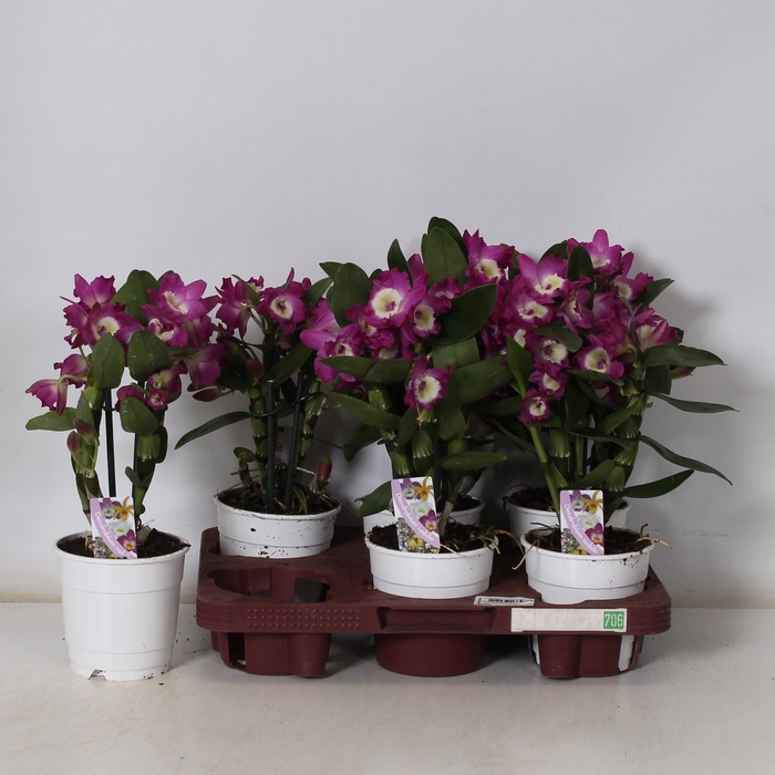 <h4>DEND NOBILE</h4>