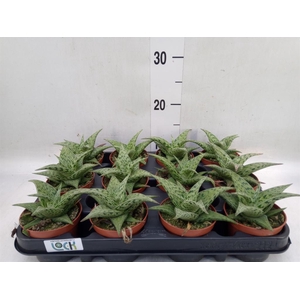 Aloe variegata 'Tribal'