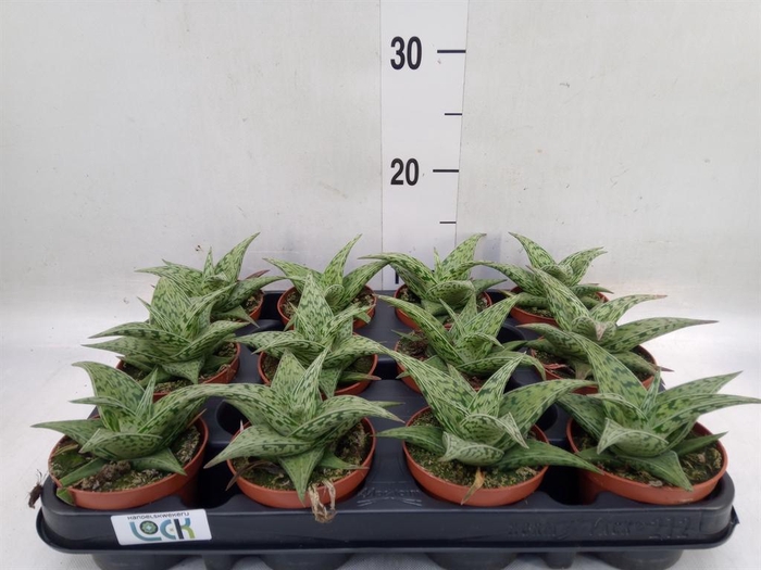 <h4>Aloe variegata 'Tribal'</h4>