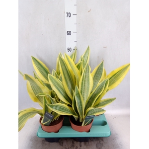 Sansevieria trifa.   ...