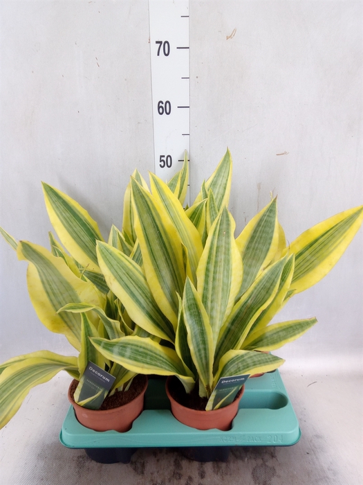 <h4>Sansevieria trifa.   ...</h4>