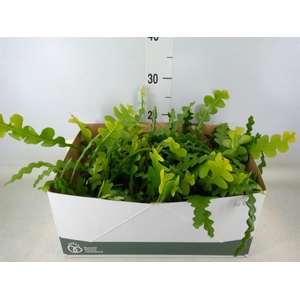 Epiphyllum anguliger