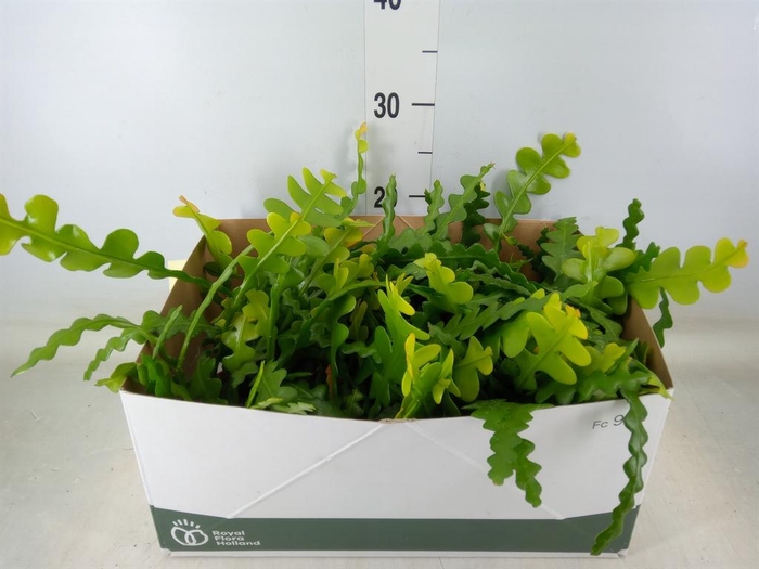 <h4>Epiphyllum anguliger</h4>