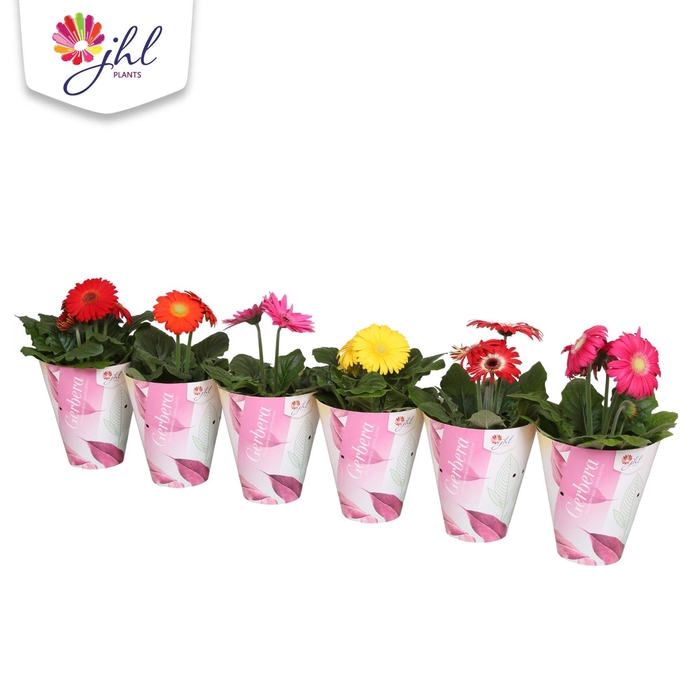 <h4>Gerbera Colourgame in potcover 25-30 cm</h4>