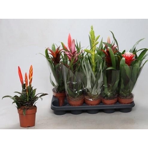 BROMELIA GEM