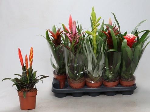 <h4>BROMELIA GEM</h4>