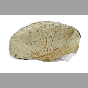 Deco Basic Lotus Leave 35gr Extra 10pcs/bag