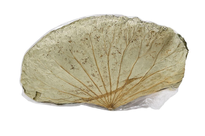 <h4>Deco Basic Lotus Leave 35gr Extra 10pcs/bag</h4>